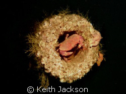 Crab sat in gun barrel at Scapa Flow by Keith Jackson 
